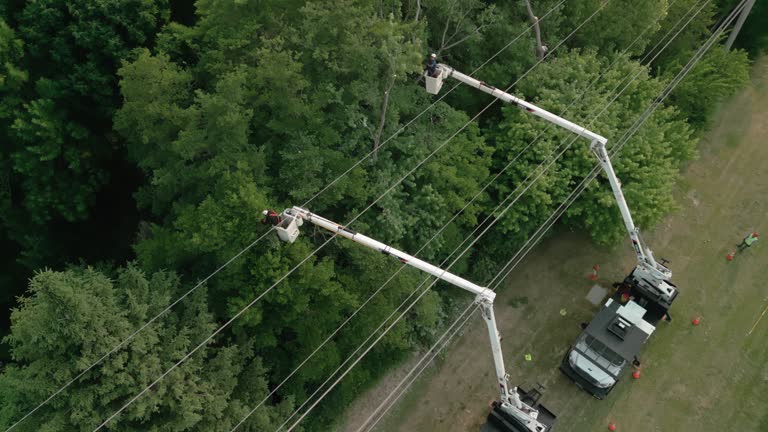 Best Tree Risk Assessment  in North Bellport, NY