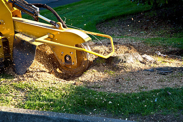 Best Lawn Watering Services  in North Bellport, NY